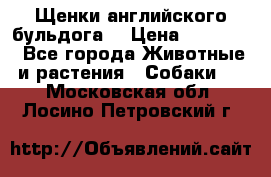 Щенки английского бульдога  › Цена ­ 60 000 - Все города Животные и растения » Собаки   . Московская обл.,Лосино-Петровский г.